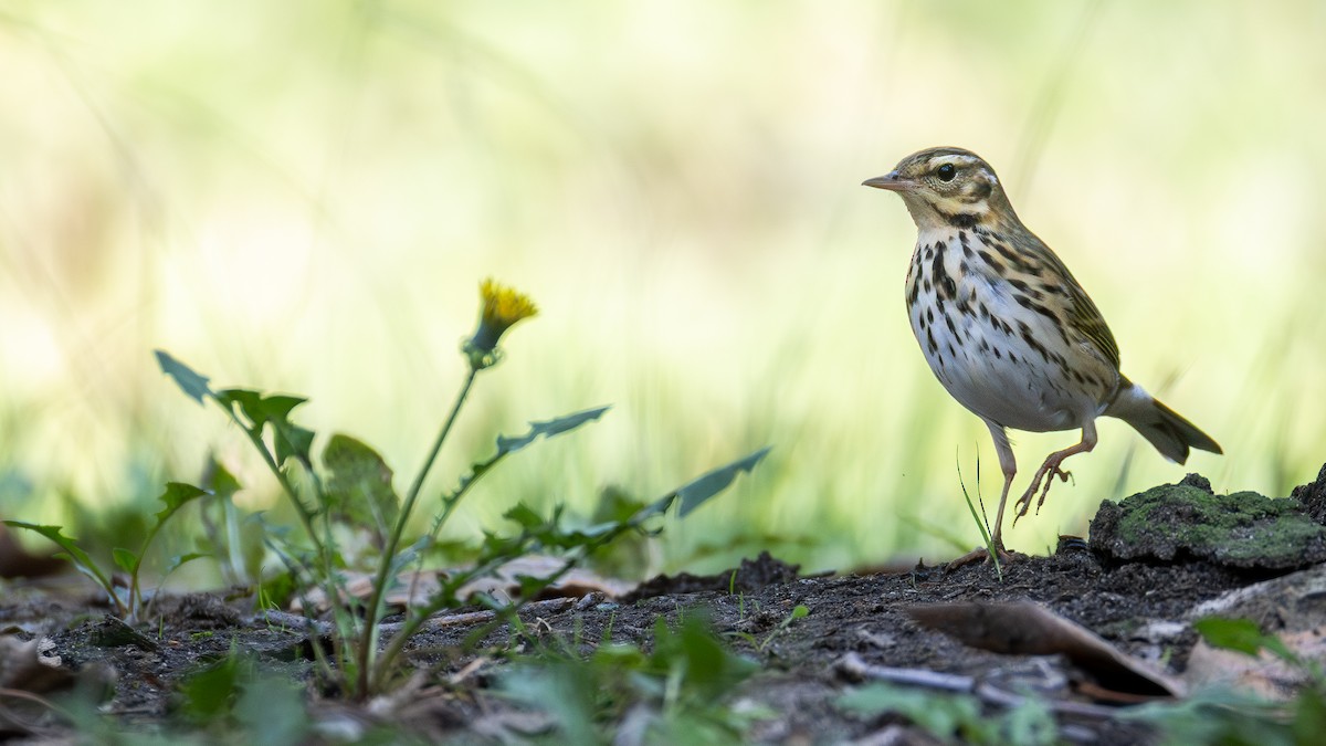 Olive-backed Pipit - ML644180709