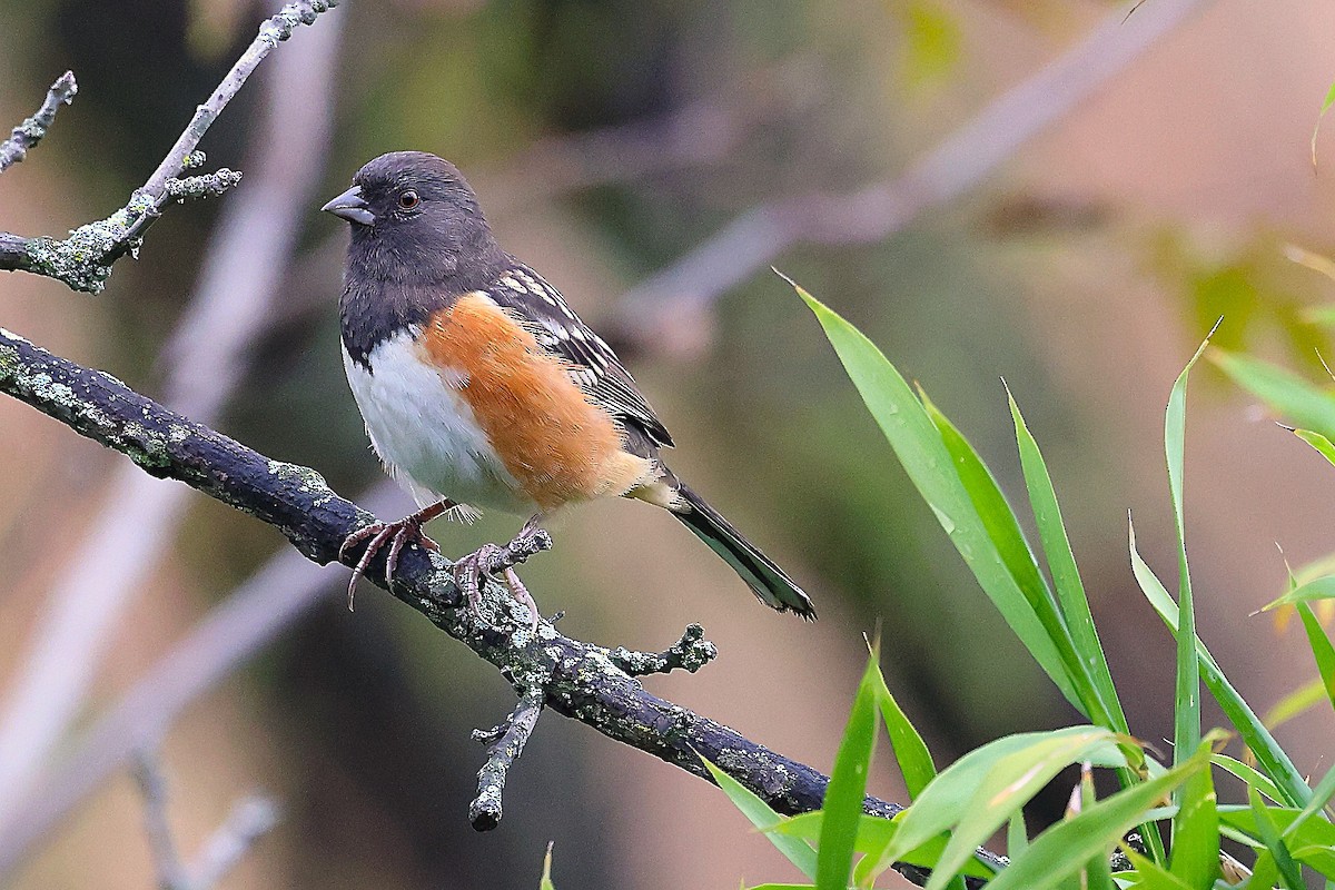 Spotted Towhee - ML644180711