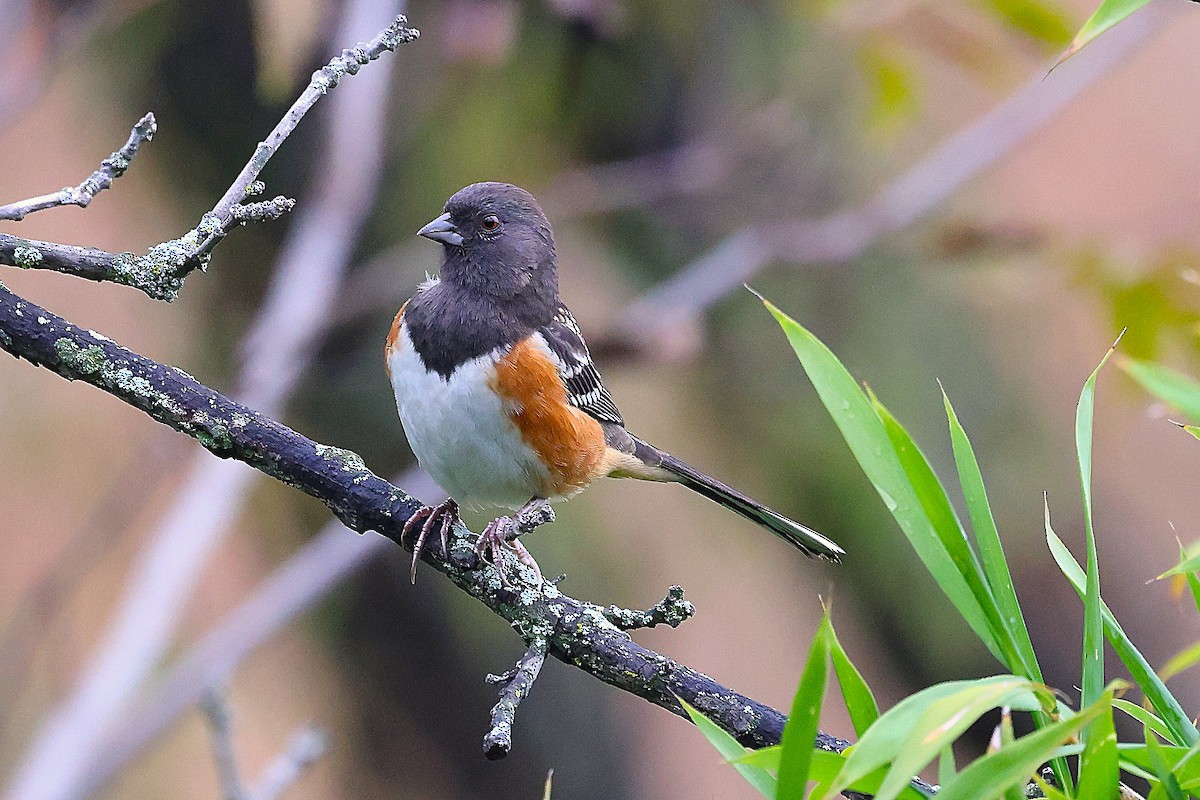 Spotted Towhee - ML644180717
