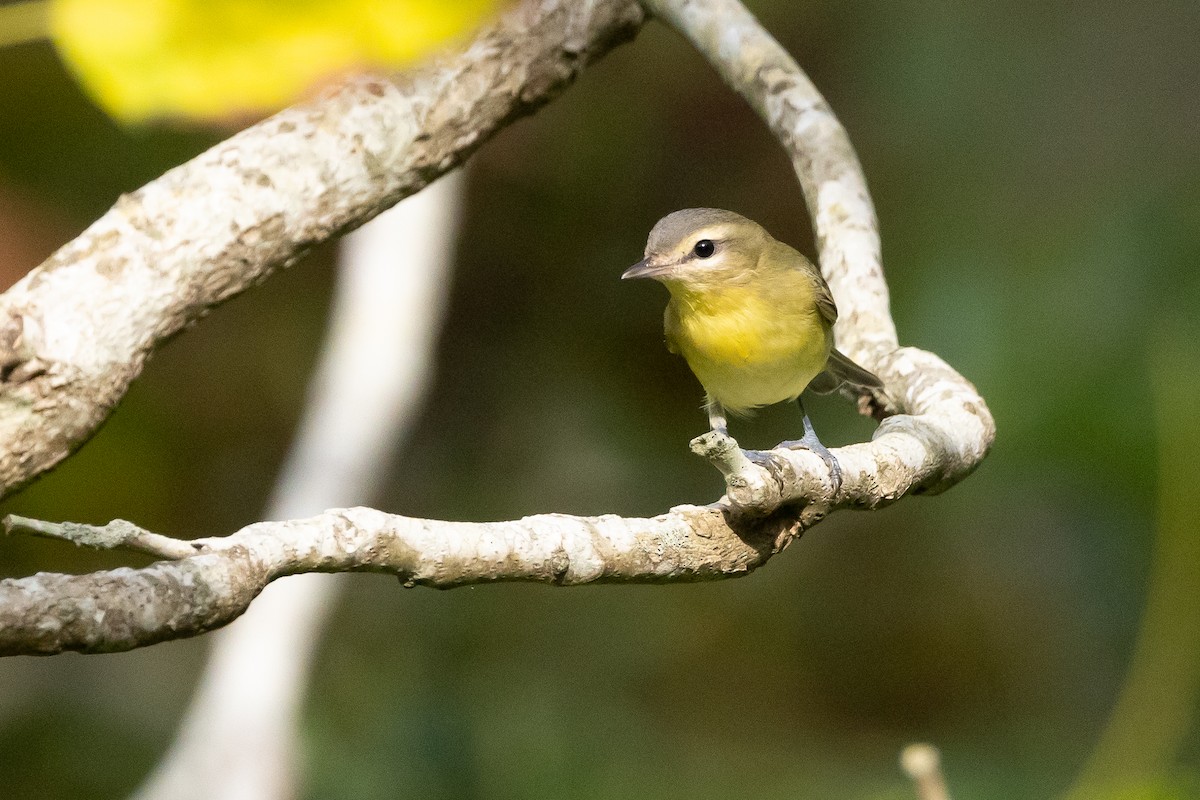 Philadelphia Vireo - ML644180722