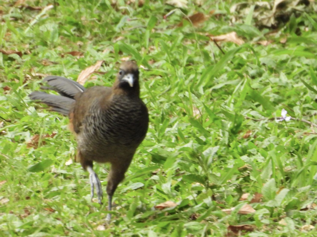 Чачалака строкатовола - ML644180727