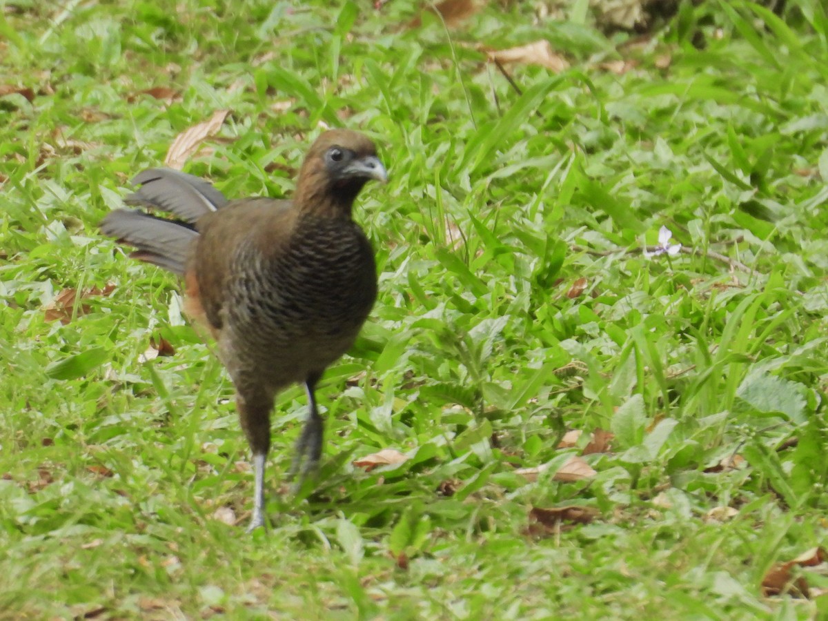 Чачалака строкатовола - ML644180728
