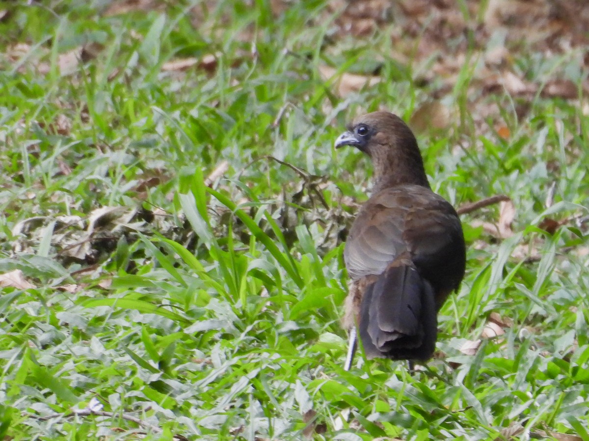Чачалака строкатовола - ML644180729