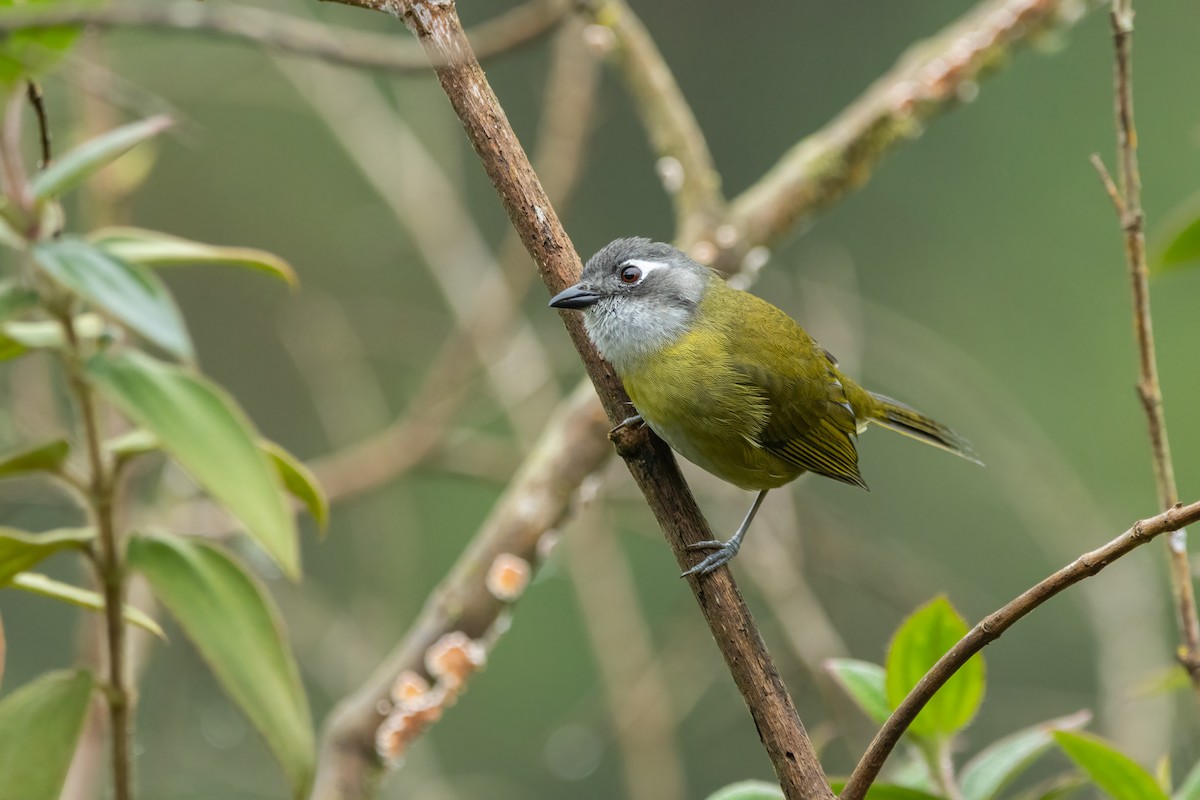 Common Chlorospingus - ML644180743