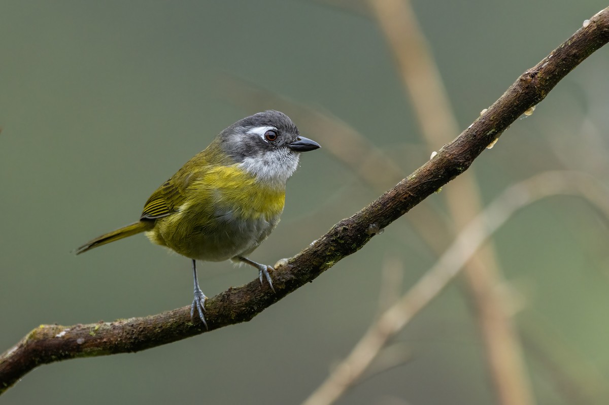 Common Chlorospingus - ML644180744