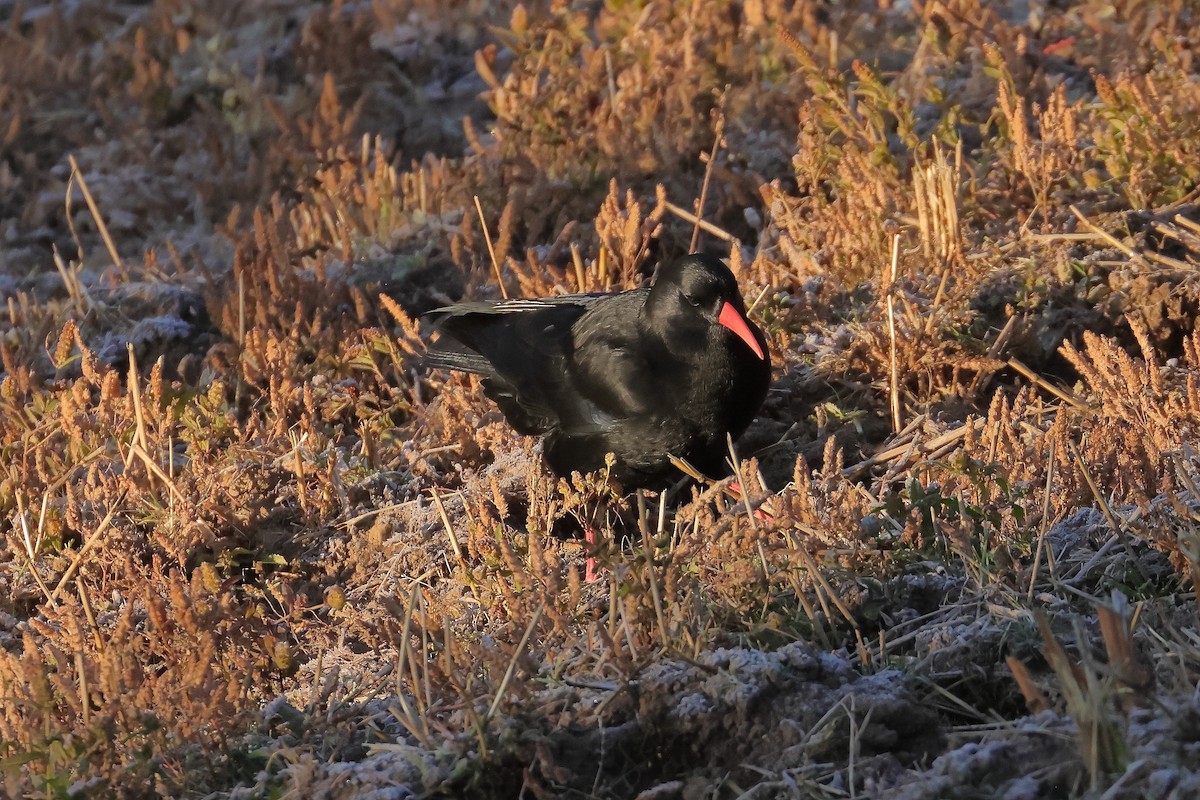 ベニハシガラス - ML644180747