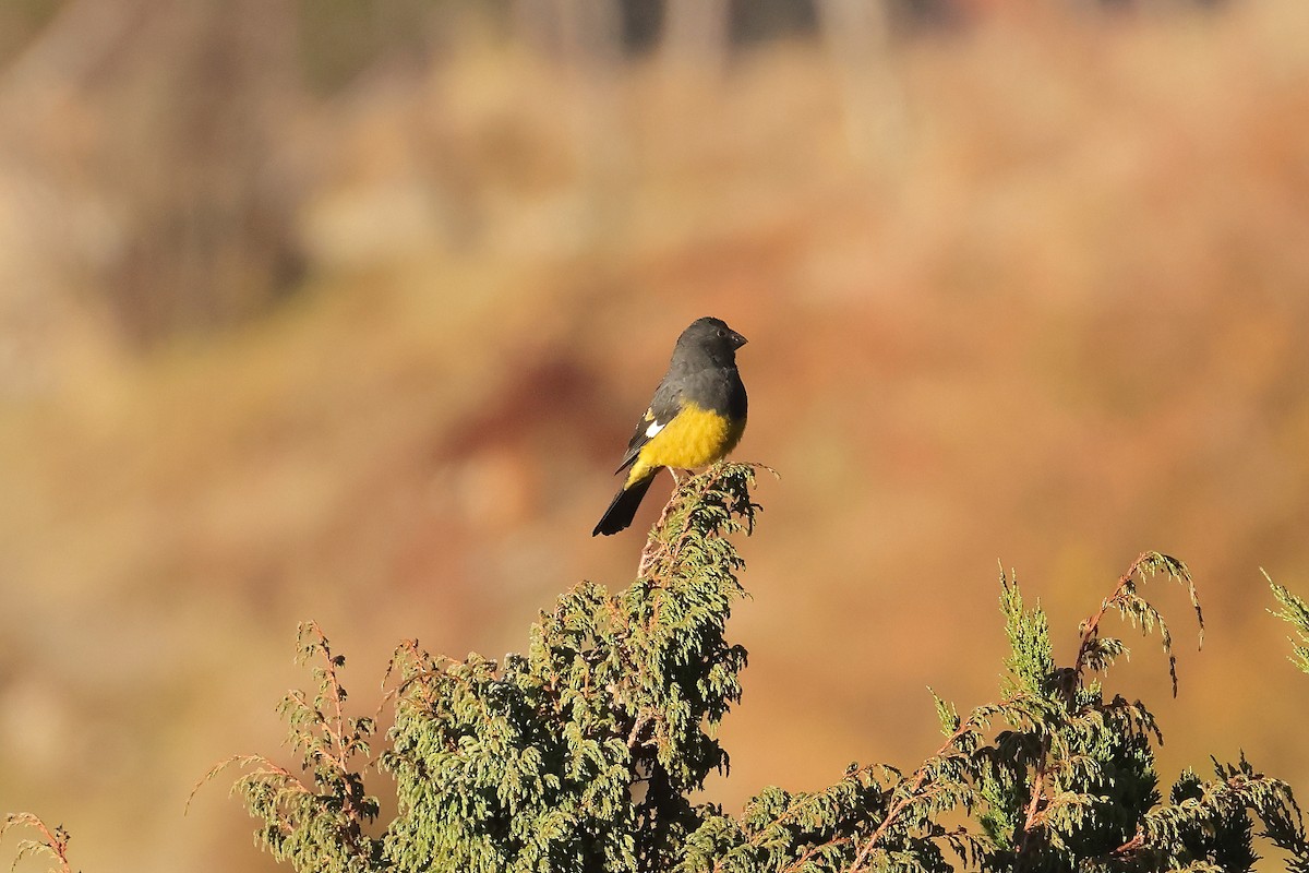 White-winged Grosbeak - ML644180753