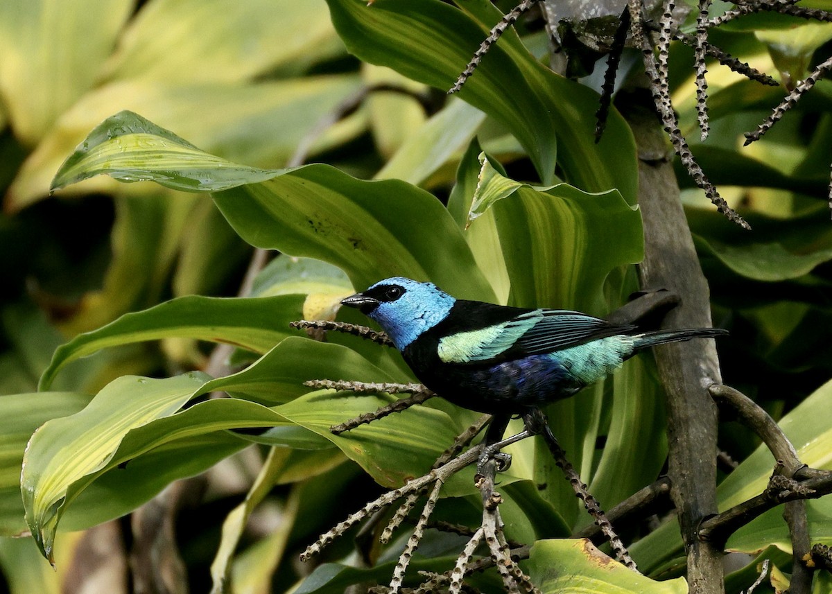 Blue-necked Tanager - ML644180758
