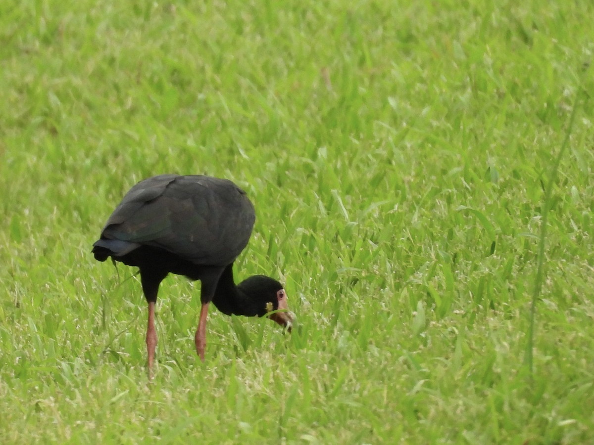 Bare-faced Ibis - ML644180759