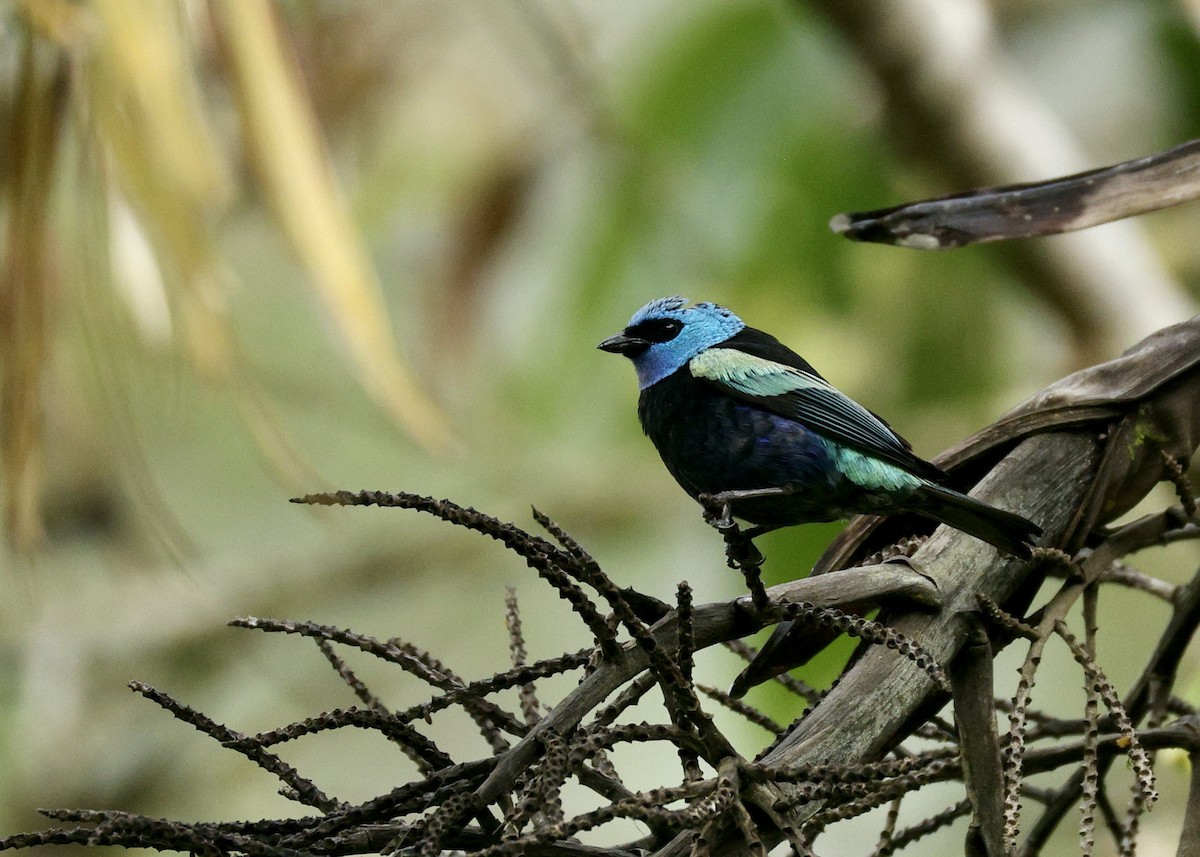 Blue-necked Tanager - ML644180760