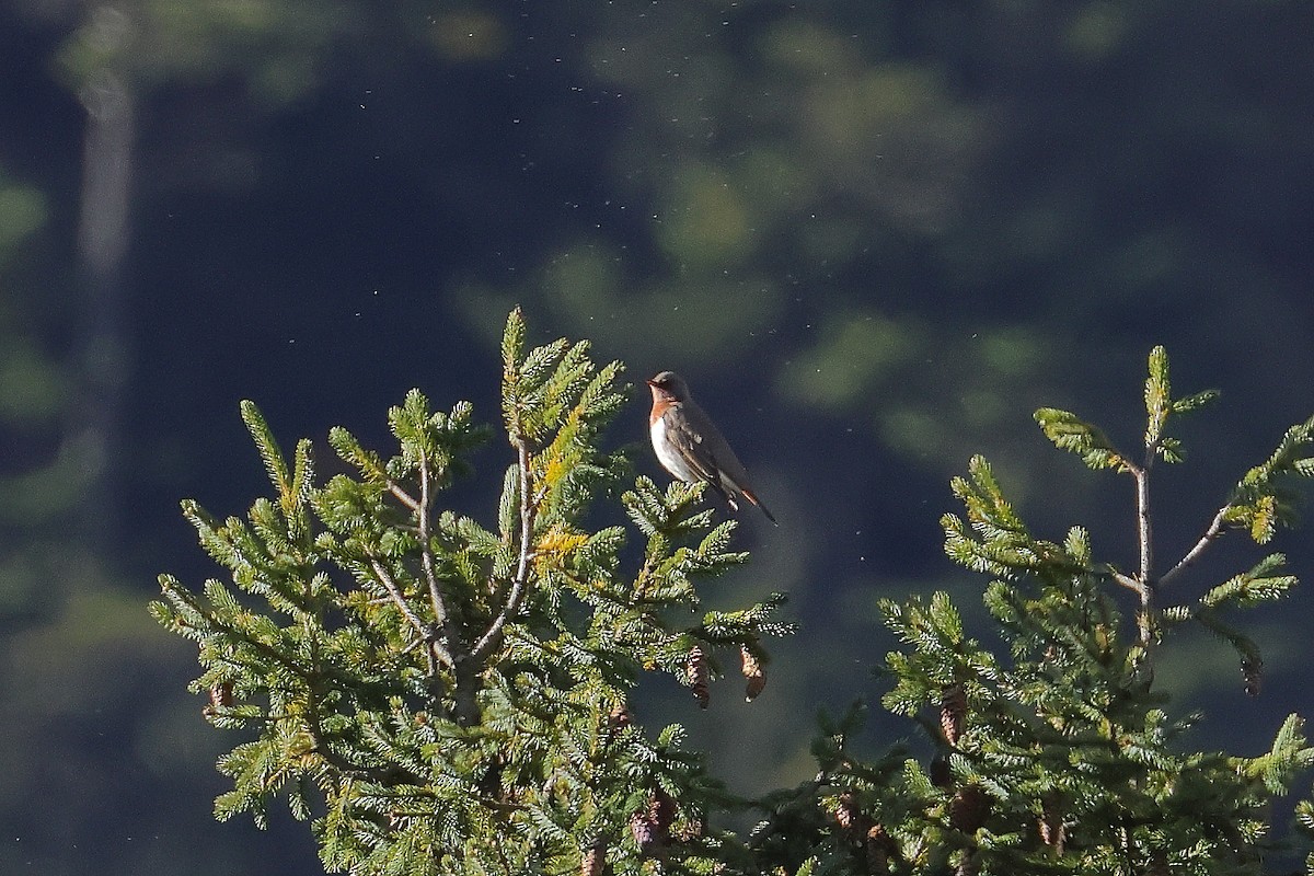 Grive à gorge rousse - ML644180767