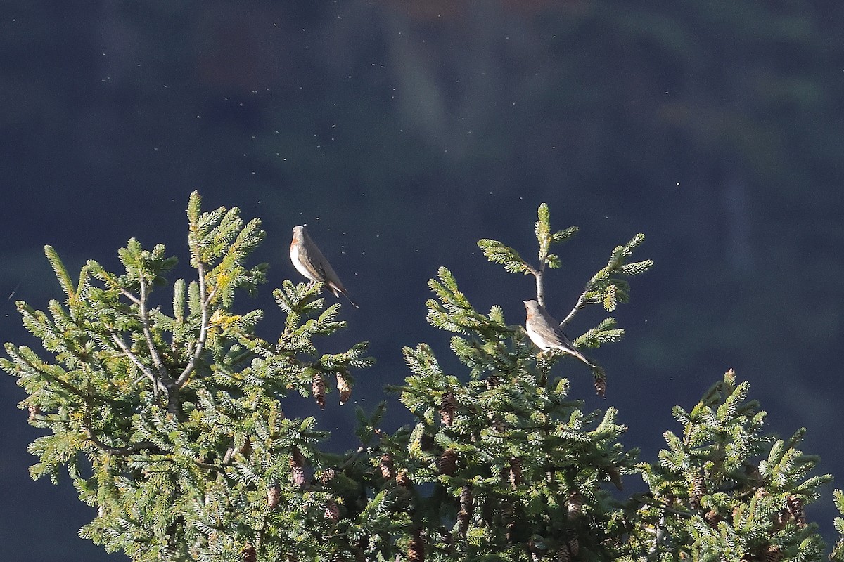 Grive à gorge rousse - ML644180768