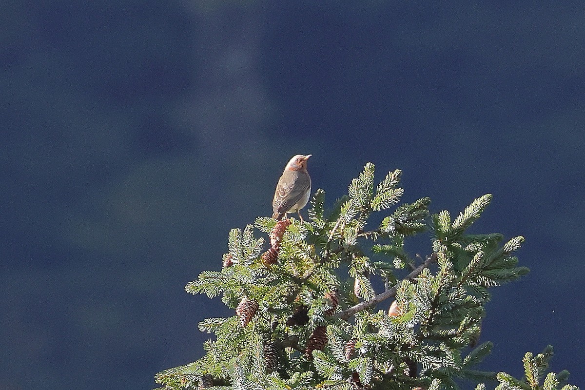 Grive à gorge rousse - ML644180769