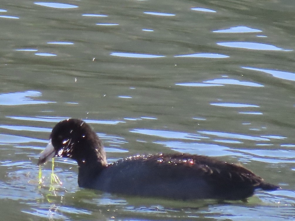 American Coot - ML644180774