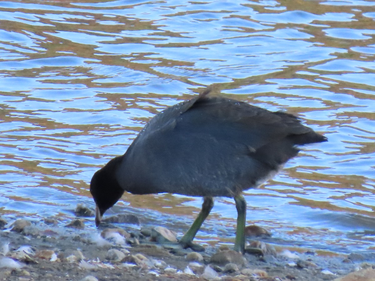American Coot - ML644180776