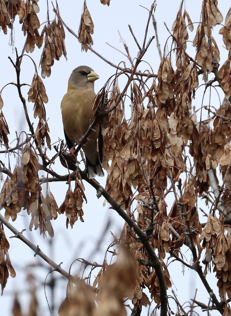 Evening Grosbeak - ML644180793