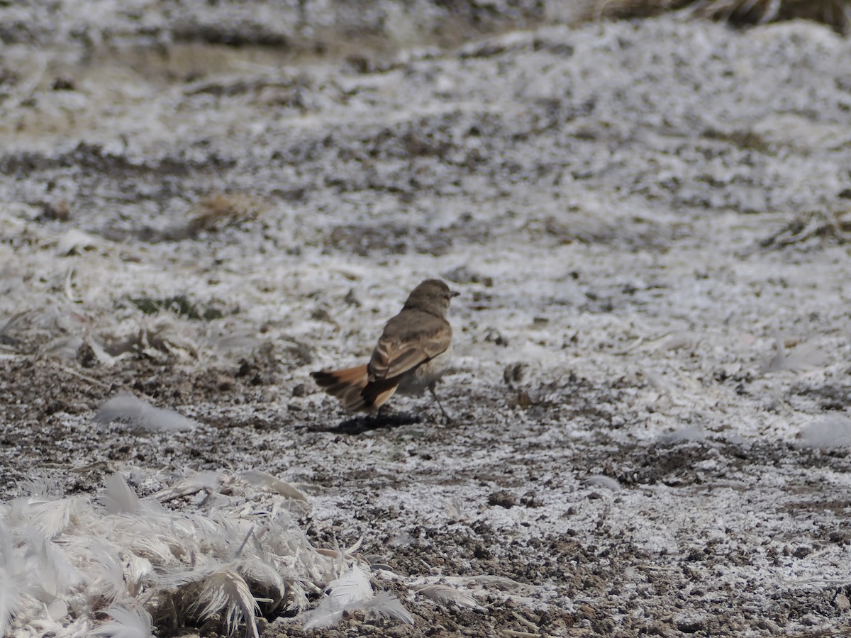 Puna Miner - ML644180797