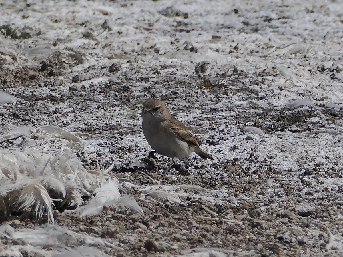 Puna Miner - ML644180798