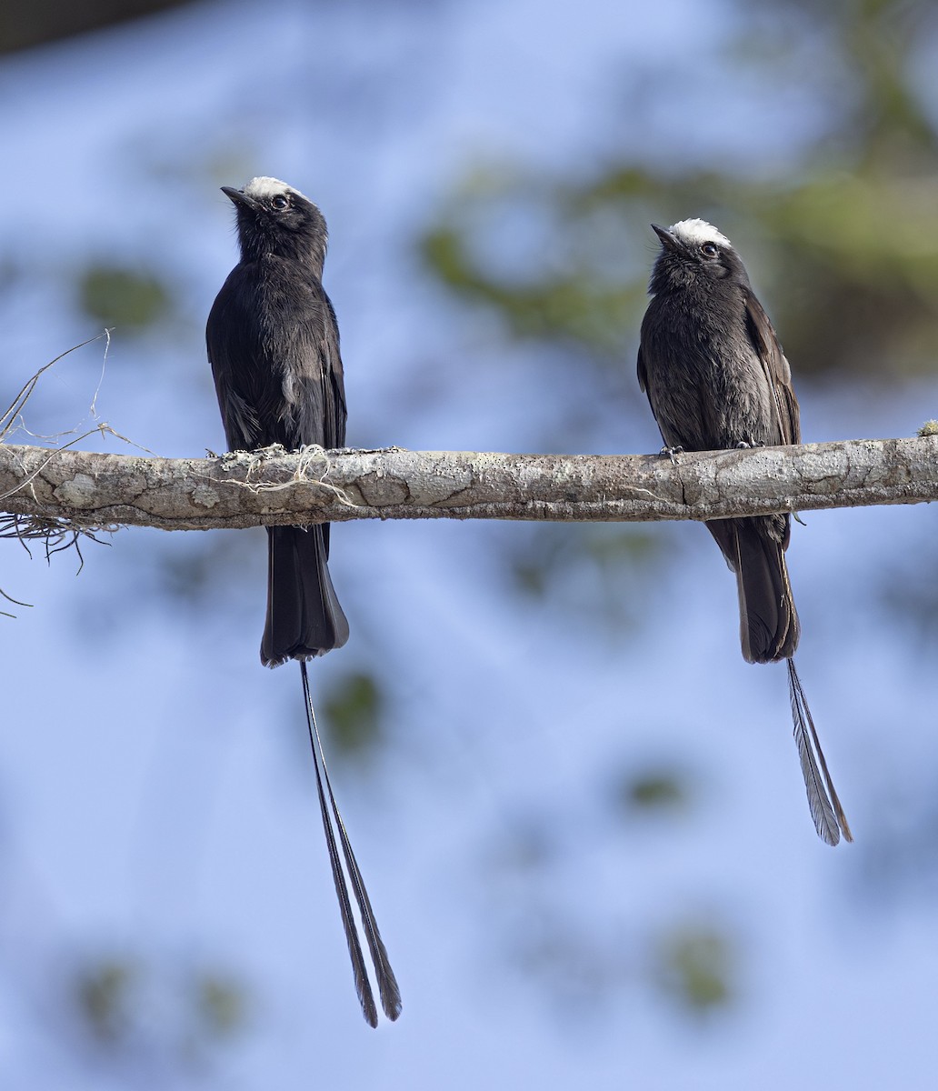 Moucherolle à longs brins - ML644180802