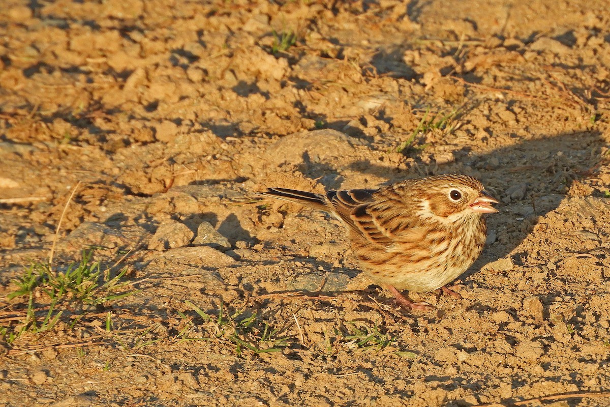 Vesper Sparrow - ML644180806