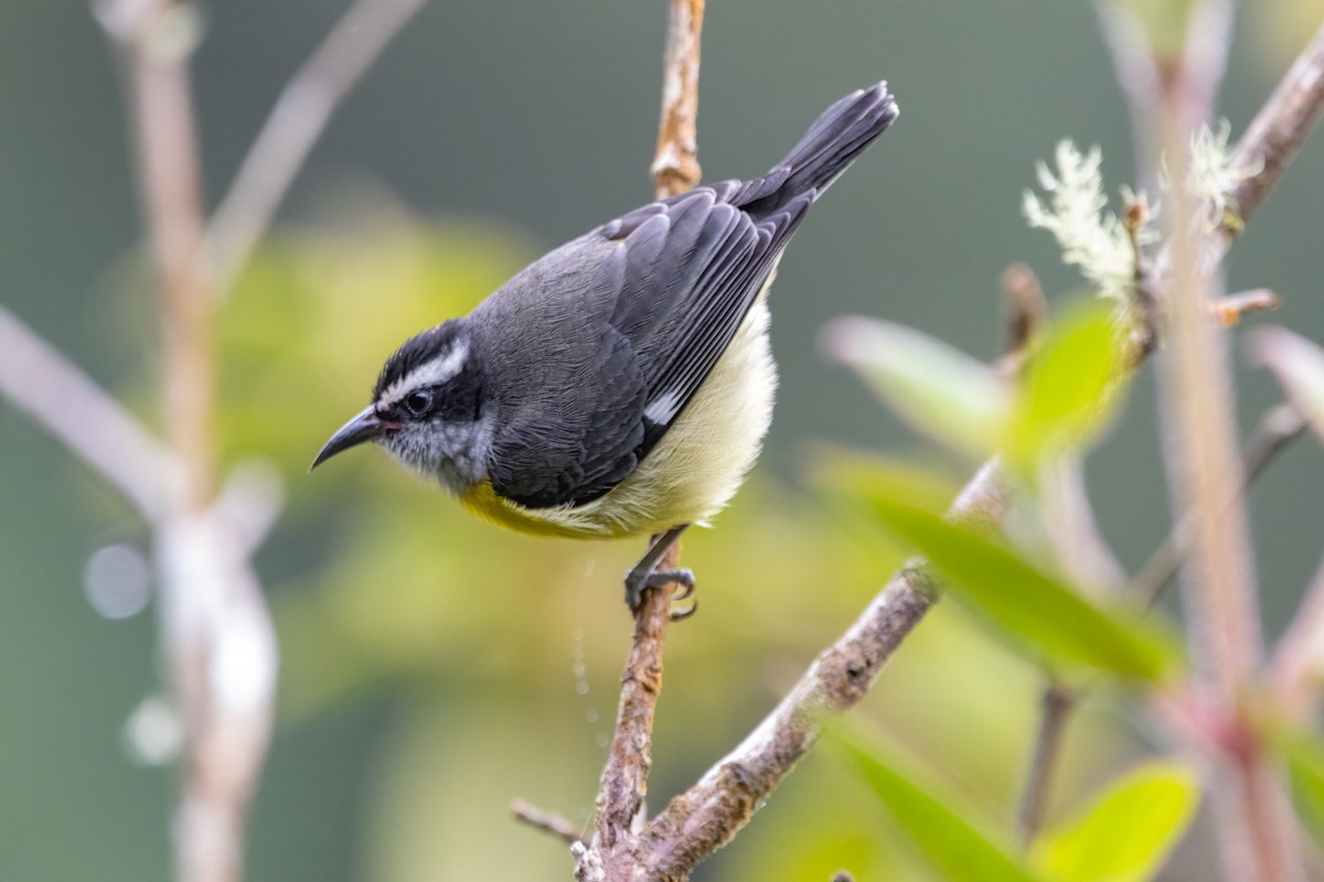Bananaquit - ML644180818