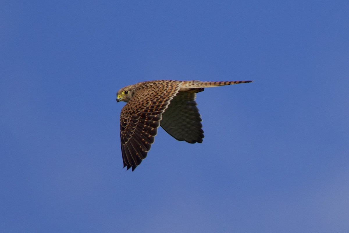 Eurasian Kestrel - Michael St John