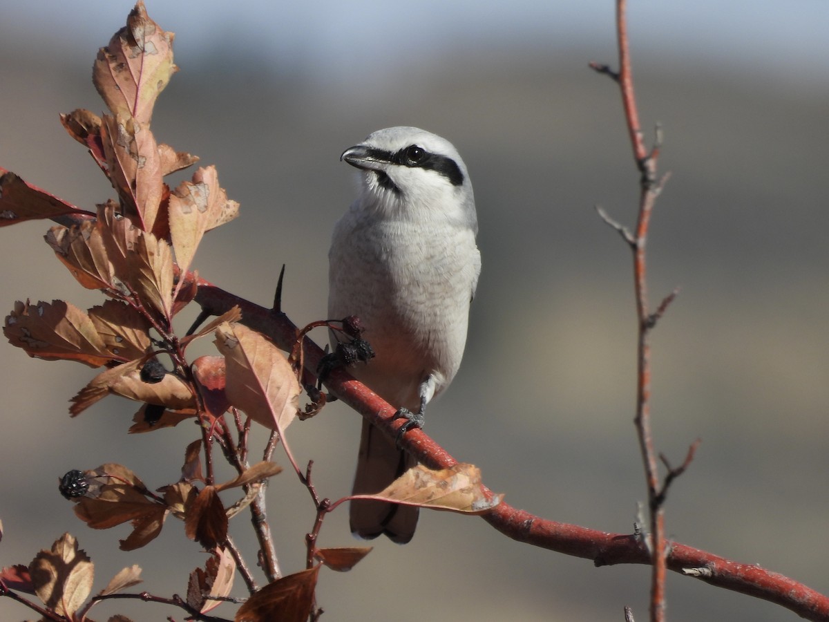 Northern Shrike - ML644180824