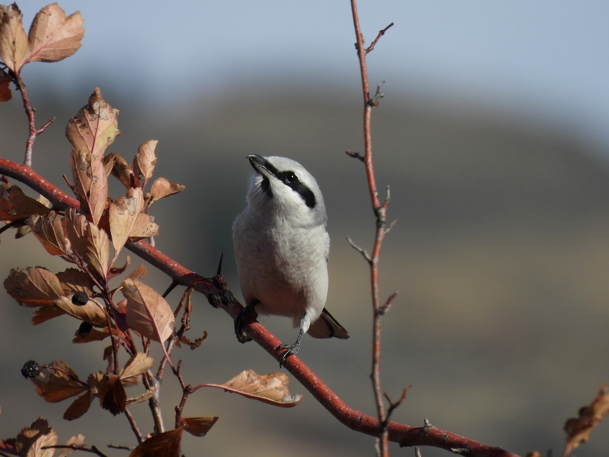 Northern Shrike - ML644180825