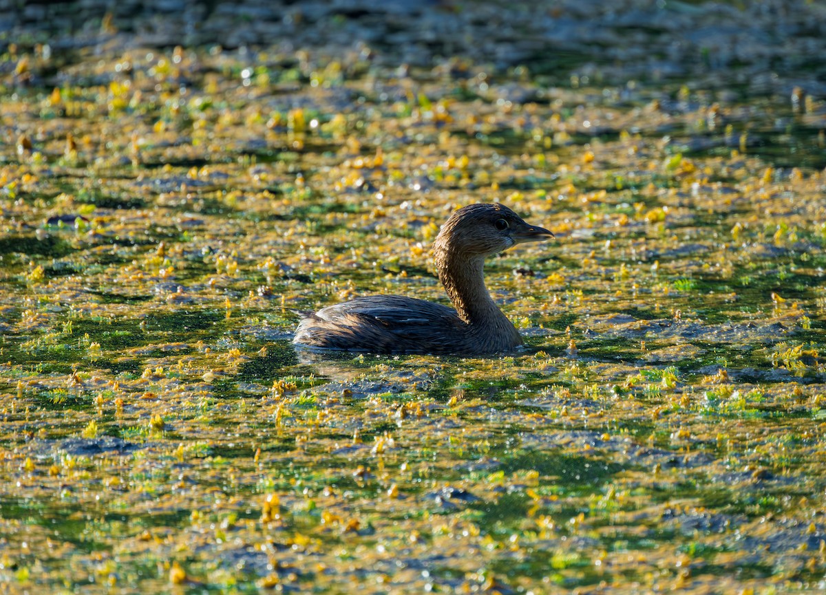 Pied-billed Grebe - ML644180838
