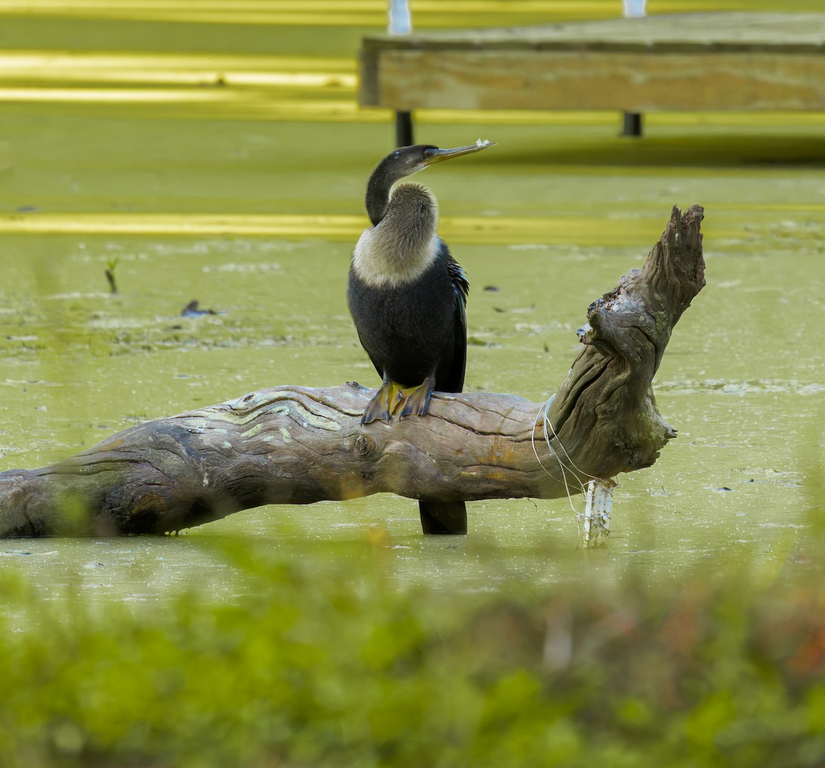 Anhinga - ML644180855