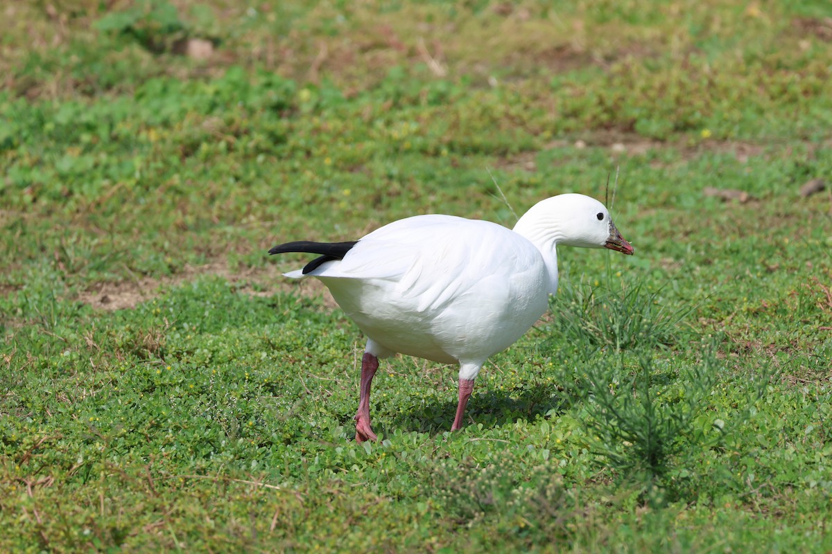 Snow x Ross's Goose (hybrid) - ML644180888