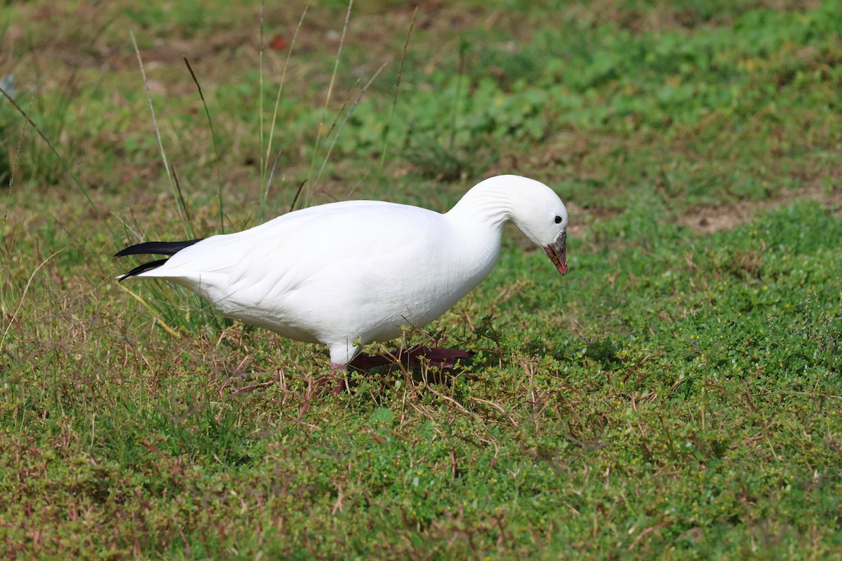 Snow x Ross's Goose (hybrid) - ML644180889