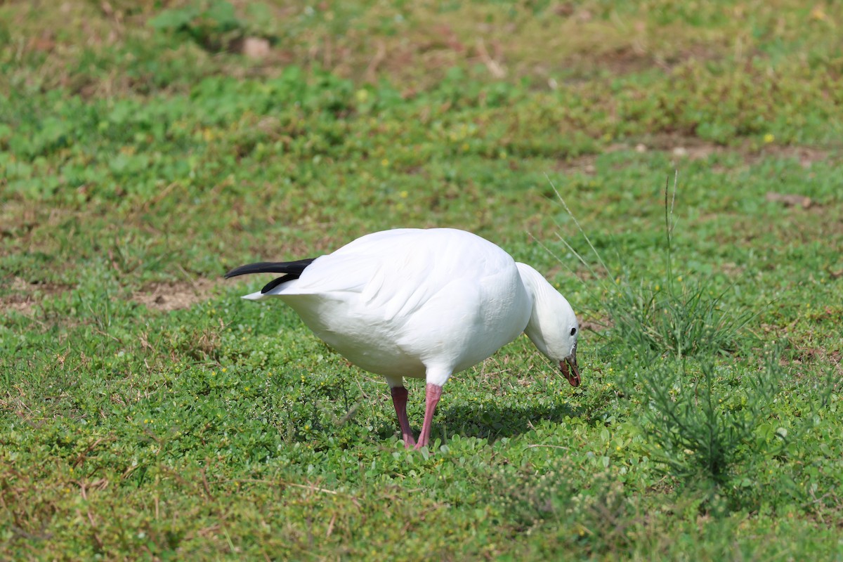 Snow x Ross's Goose (hybrid) - ML644180890