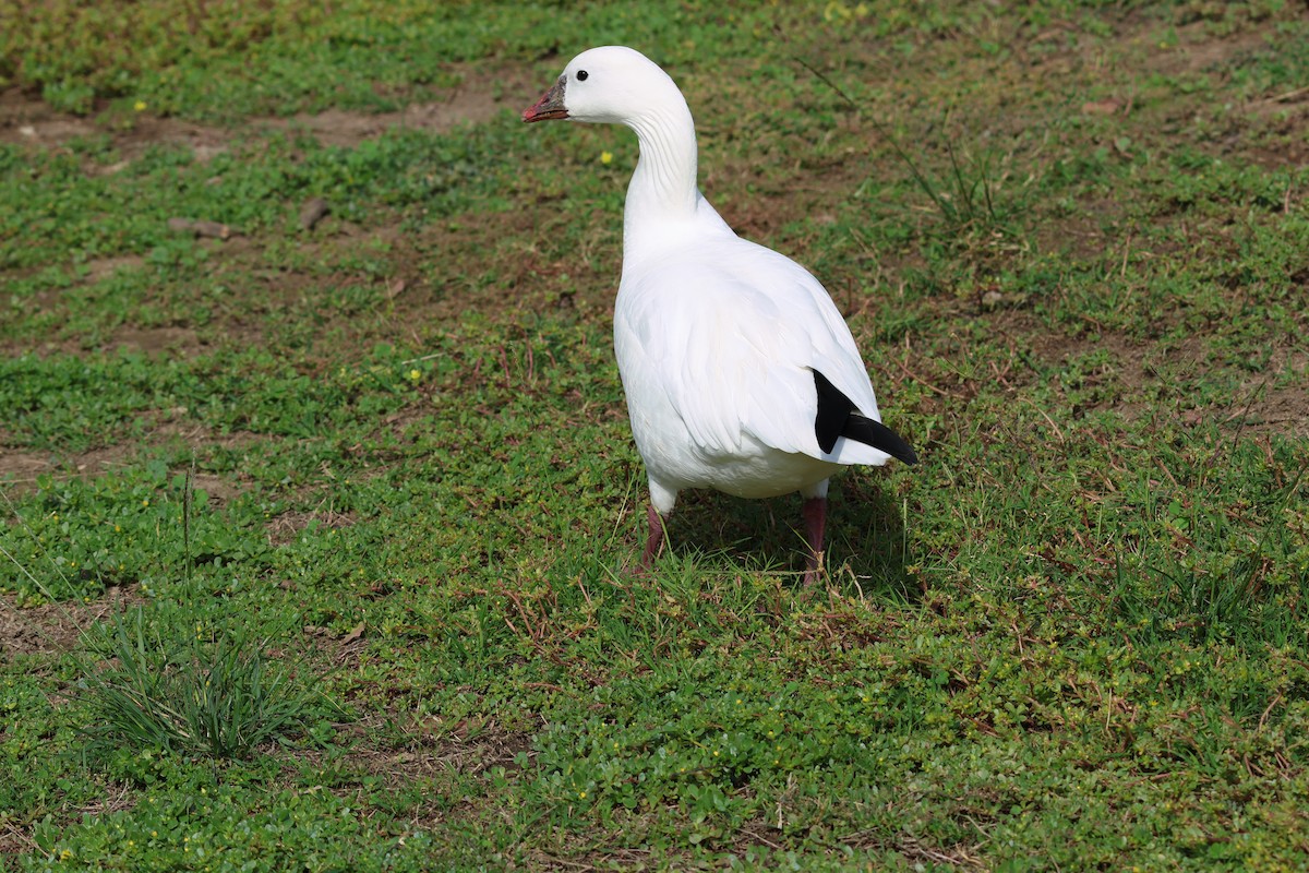 Snow x Ross's Goose (hybrid) - ML644180891
