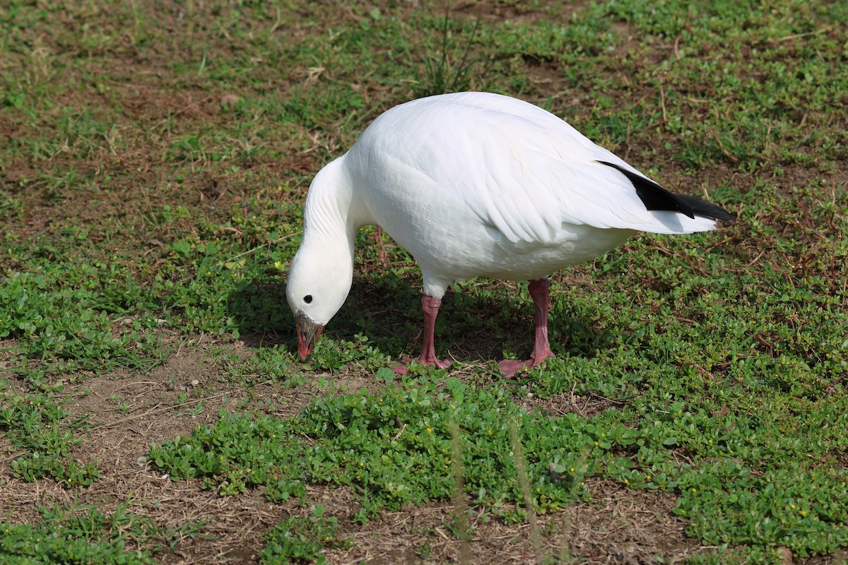 Snow x Ross's Goose (hybrid) - ML644180892