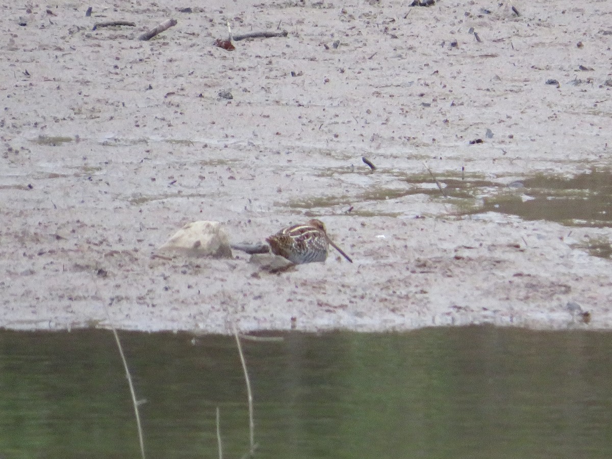 Wilson's Snipe - ML644180928