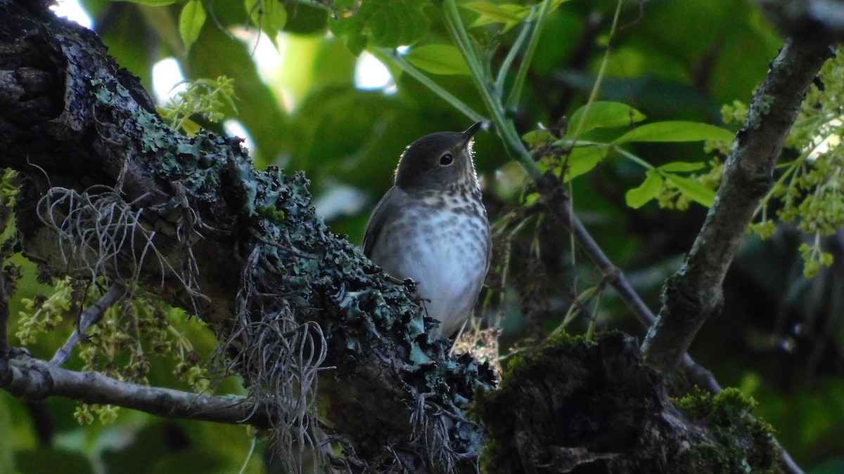 Swainson's Thrush - ML644180932