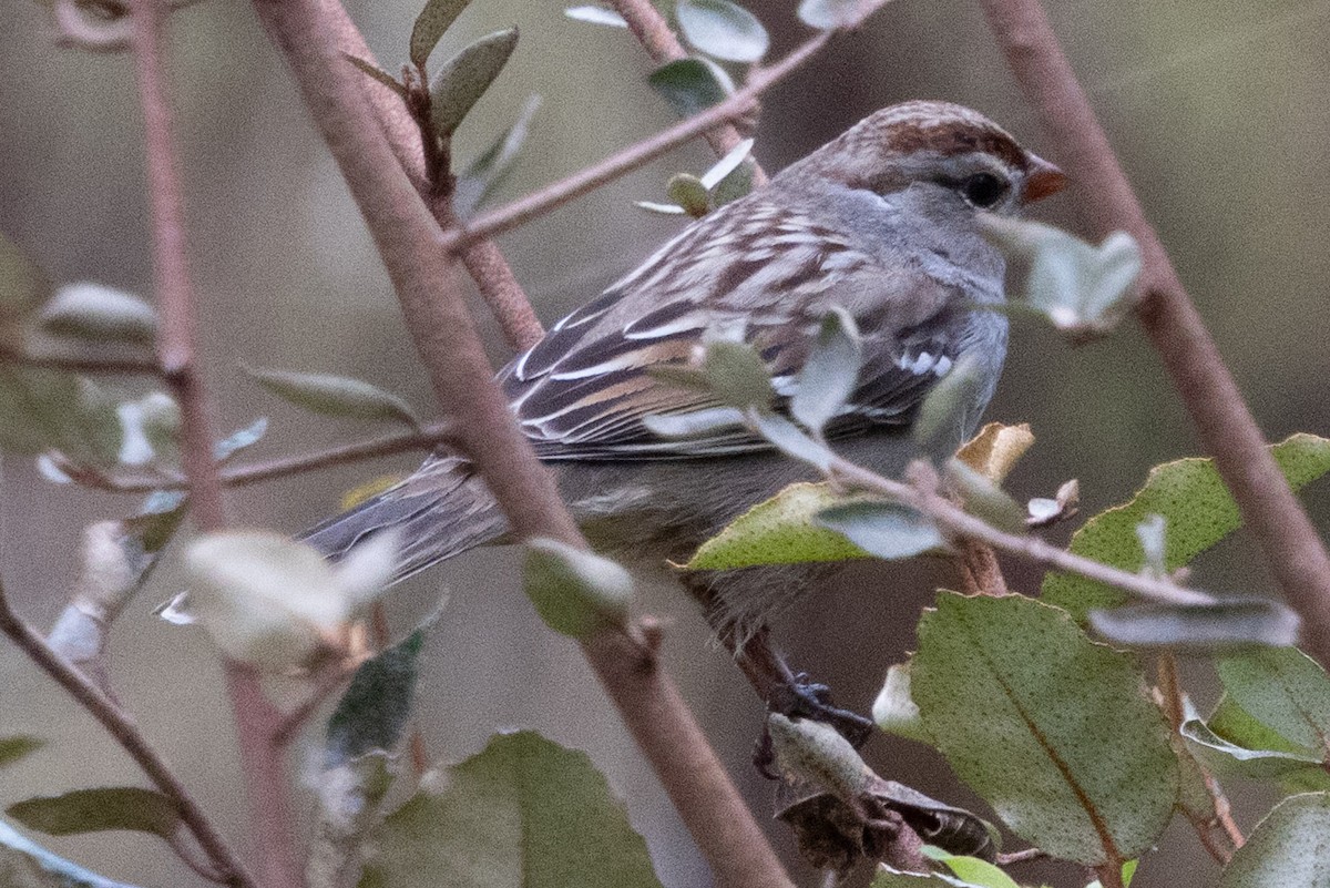 White-crowned Sparrow - ML644180943