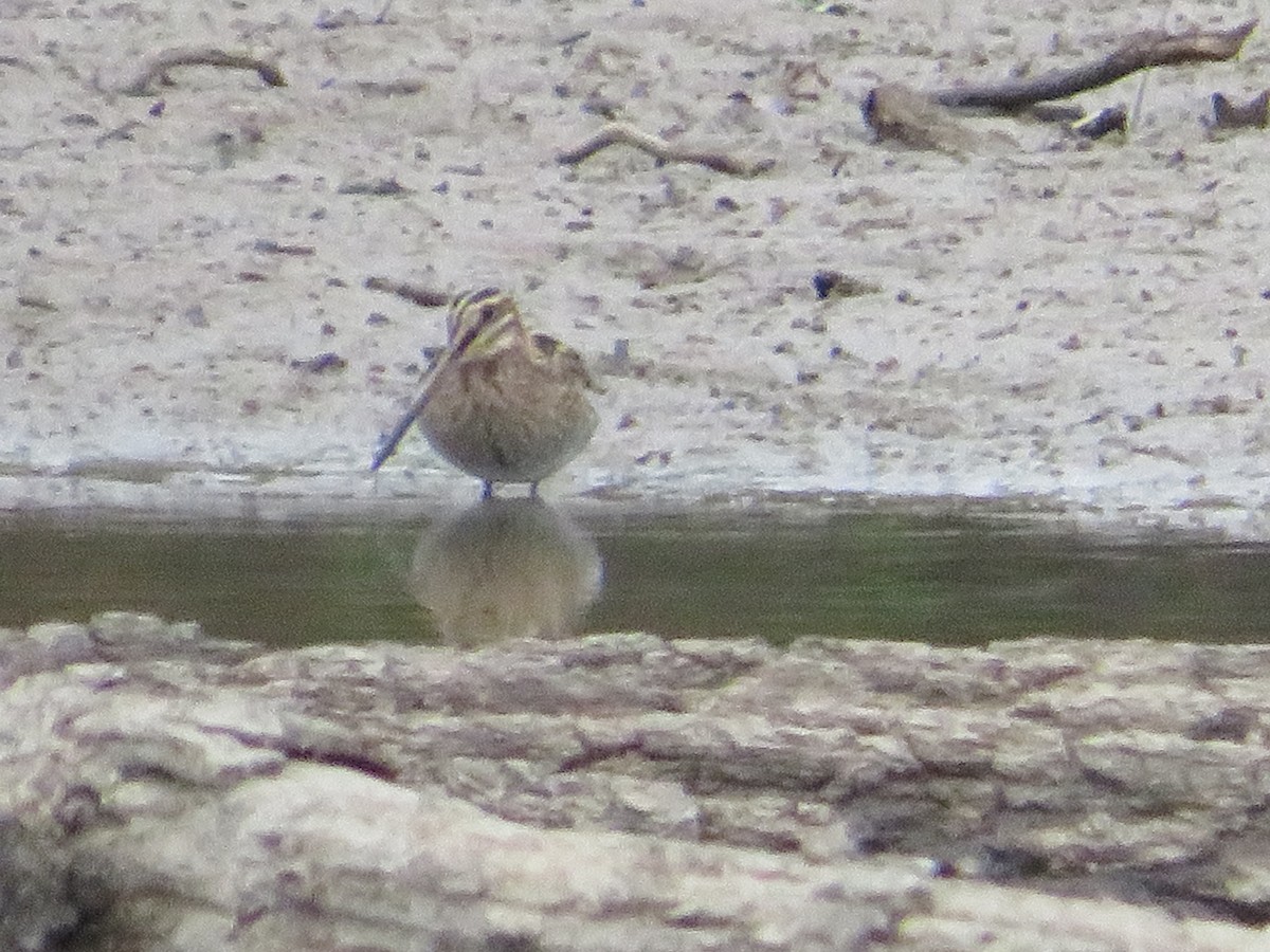 Wilson's Snipe - ML644180952