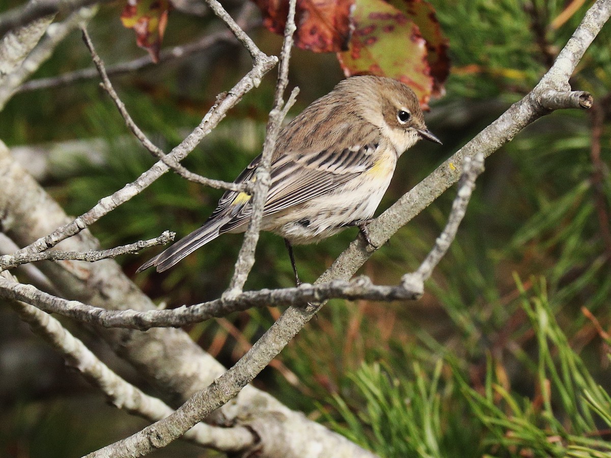 Yellow-rumped Warbler - ML644180978