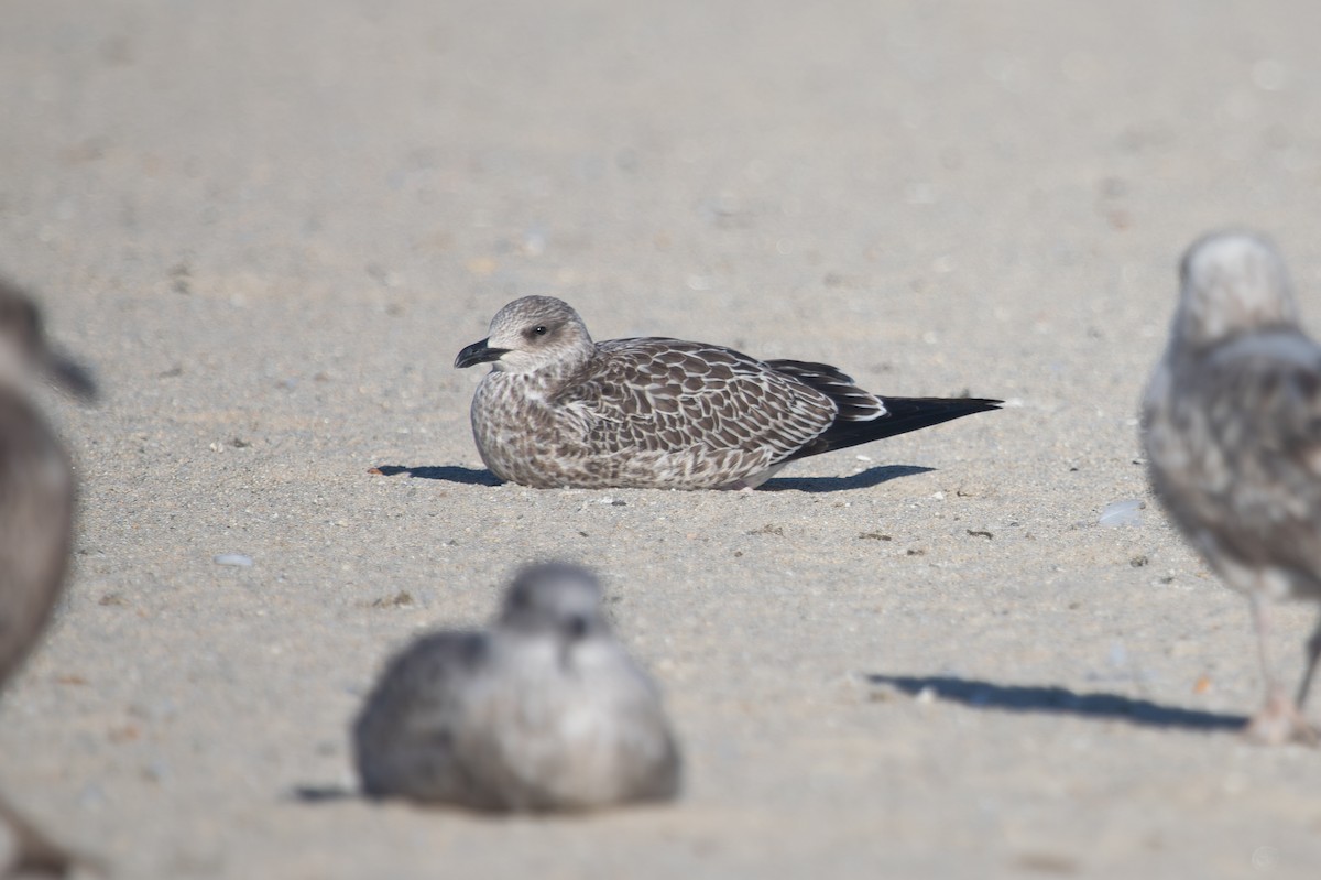 Lesser Black-backed Gull - ML644180990