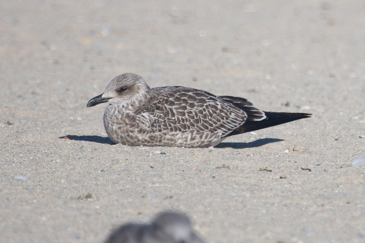 Lesser Black-backed Gull - ML644181000