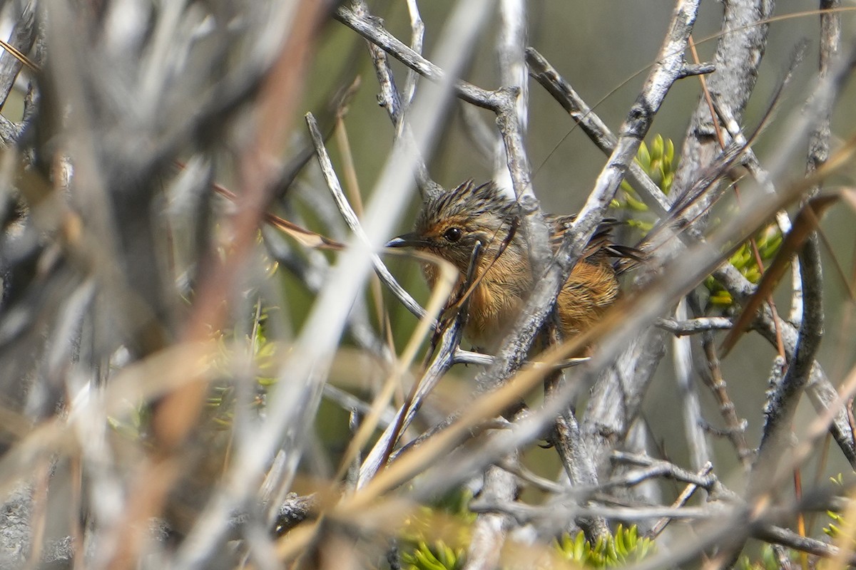 Southern Emuwren - ML644181003
