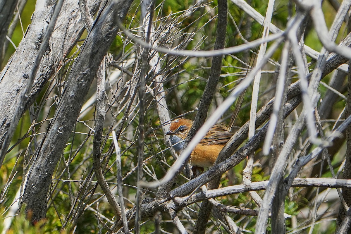Southern Emuwren - ML644181004