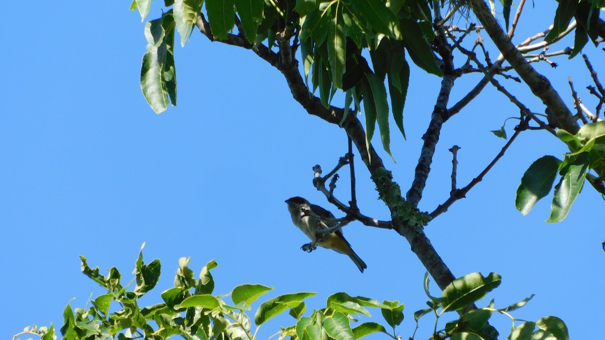 Scrub Tanager - ML644181005