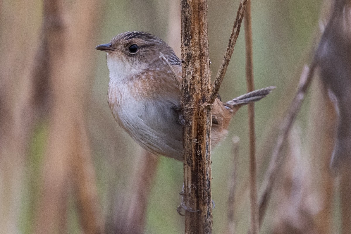 Sedge Wren - ML644181013