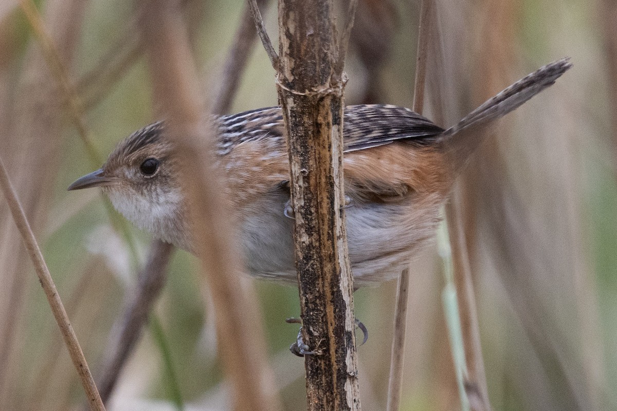 Sedge Wren - ML644181014