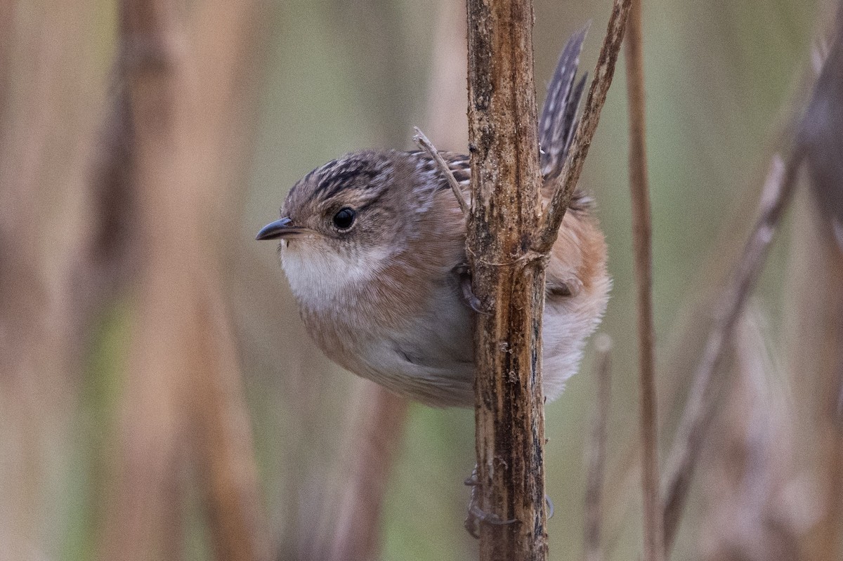 Sedge Wren - ML644181015