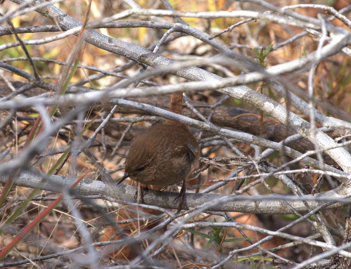 Winter Wren - ML644181031