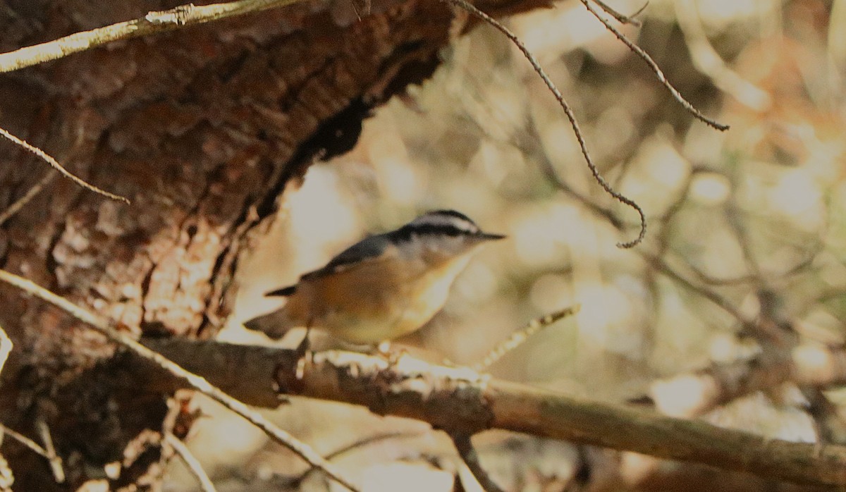 Red-breasted Nuthatch - ML644181048